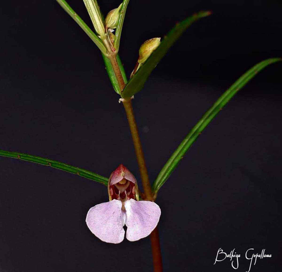 Impatiens oppositifolia L.